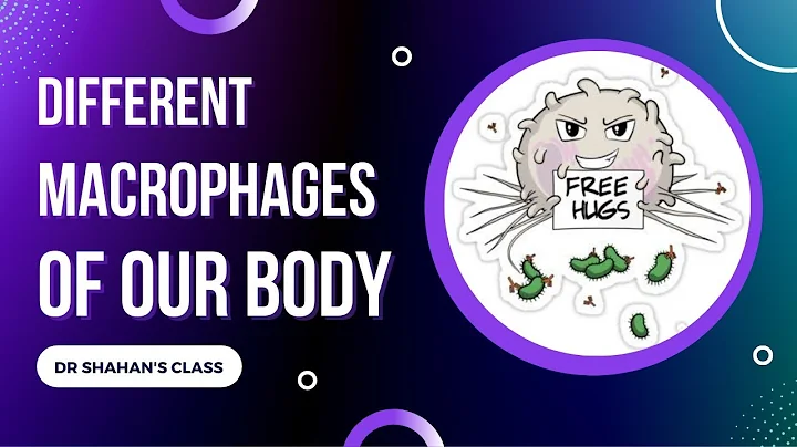 Different types of Macrophages and their location