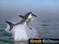 Great white shark attacks baby seal