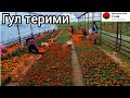 Гул терими, чиройли манзара. Gul terimi, dahshat.
