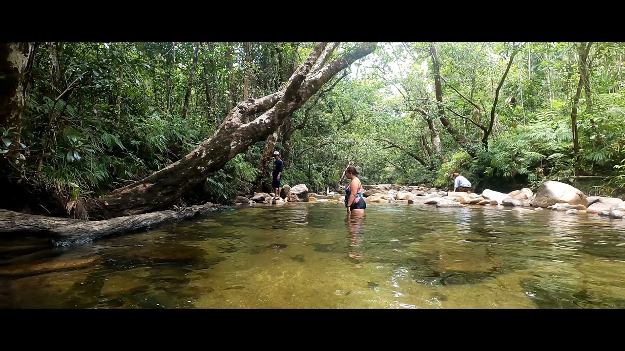 tully alligators nest