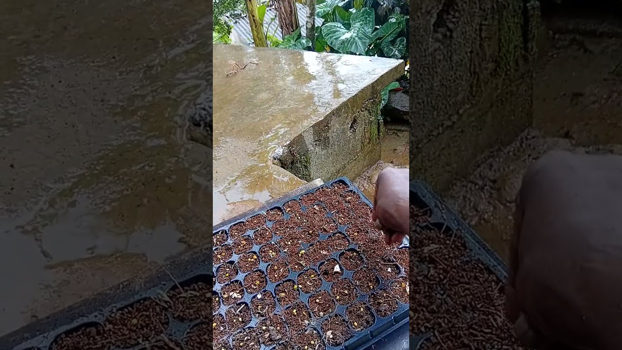 සිඩි තවාන් කරන ලෙහෙසියෙන් පැල වෙන්කර ගන්න පුලුවන් නේද බලන්න  යාලුවනේ 💐💐💛ලයික් කරන්න අඅඅ.🙏