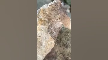 Ohio fossil hunting