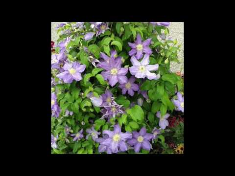 Video: Clematis Berdaun Anggur