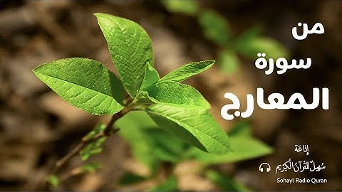 تـلاوة مؤثرة من سورة المعارج  يتلوها القارئ |  حمزة بوديب