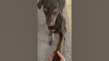 Teaching your dog the “paw” /“shake” trick simplified #howto #dogtricks
