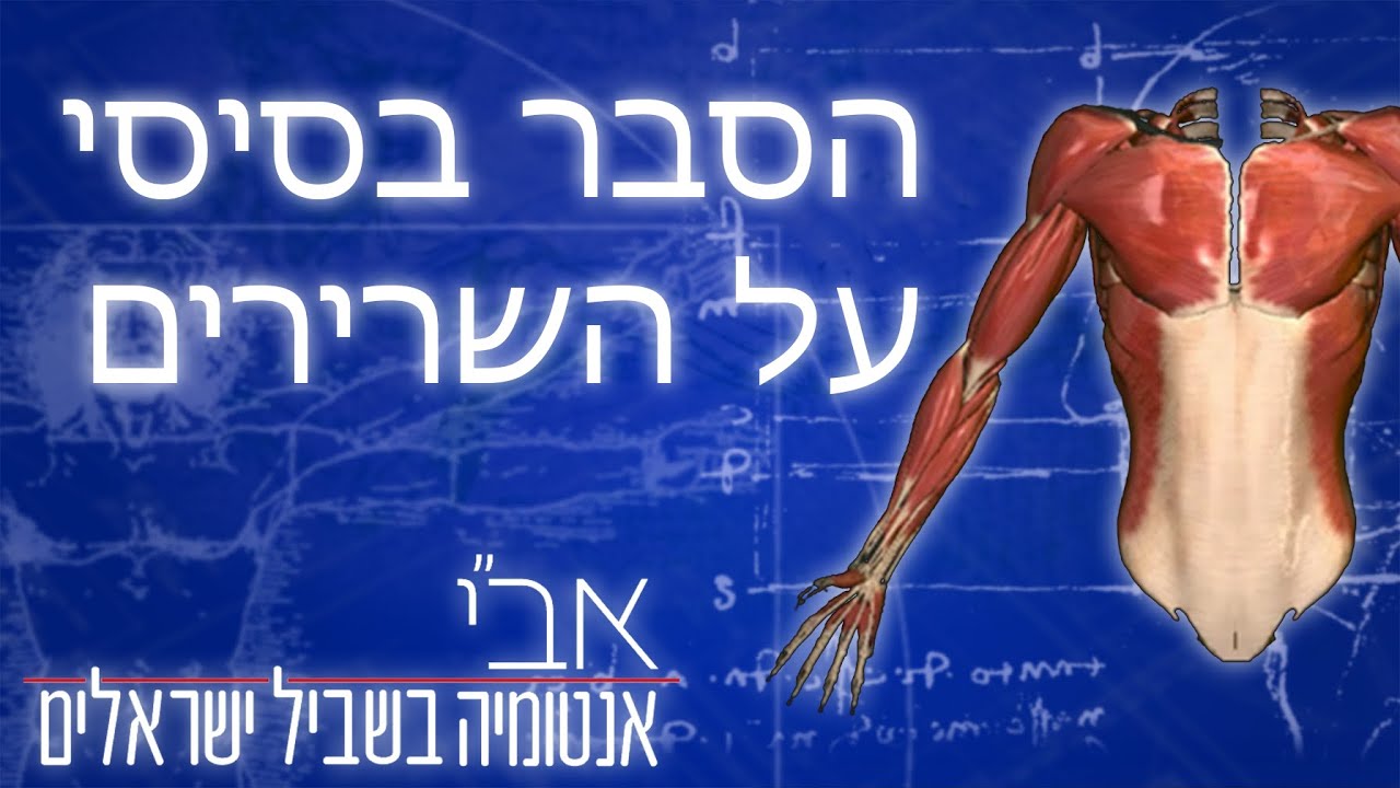 הסבר בסיסי על שרירים מחודש - YouTube