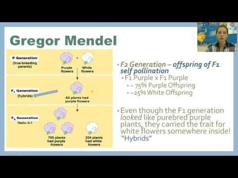 Βίντεο: Gregor Mendel: βιογραφία, δημιουργικότητα, καριέρα, προσωπική ζωή
