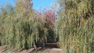 ОСЕНЬ   Футажи для видео монтажа Натуральная природа. Прогулка в парке.Красивая  Осень видео.