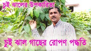 চুই ঝালের উপকারিতা | চুই ঝালের চারা রোপণ পদ্ধতি | চুই ঝাল মাংস | Chui Jhal | Mati O Manush