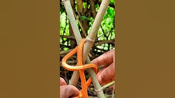 The best gate to block the tree stump!! #shorts#shortsvideo#shortsviral#knot