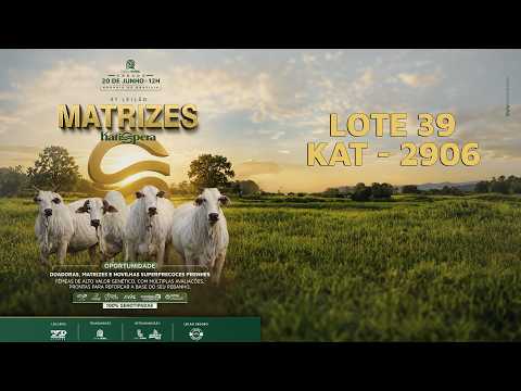 LOTE 39 - KAT 2906