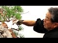 Sakkaten literati bonsai demo by kunio kobayashi