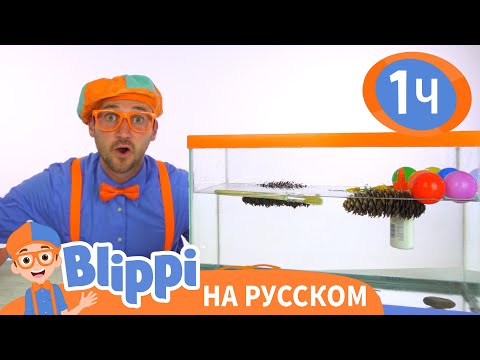 Утонет или всплывёт? | Изучай этот мир вместе с Блиппи | Blippi Russian