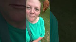 Daisy just goes where we go 🐄 #cows #farmpets #petcows #homesteading