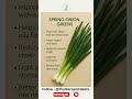 Spring Onion Greens | Amazing benefits #viral #shorts #viralvideo #trending #youtubeshorts #video