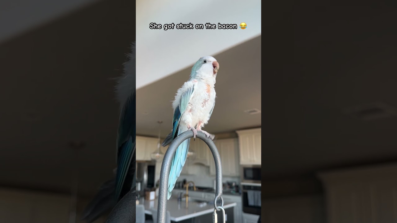 Auggie’s vet appointment is tomorrow. Wish us luck! 