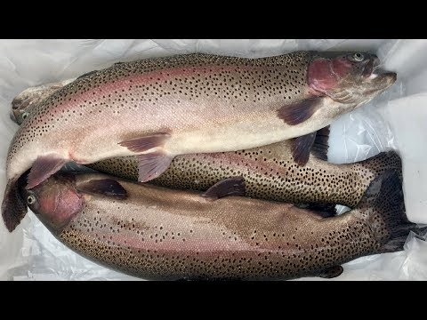 Форель садки Киргизия 2018