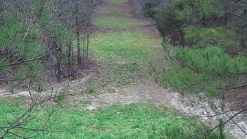 WeHuntSC.com - Coyote Calling