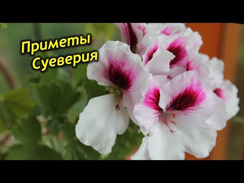 Королевская пеларгония в доме – приметы и суеверия.