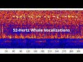 52 hertz whale sounds