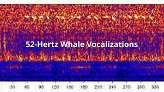 52 Hertz Whale Sounds