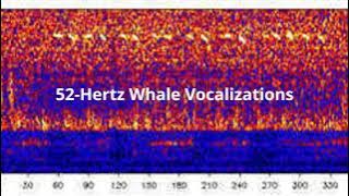 Download lagu 52 Hertz Whale Sounds