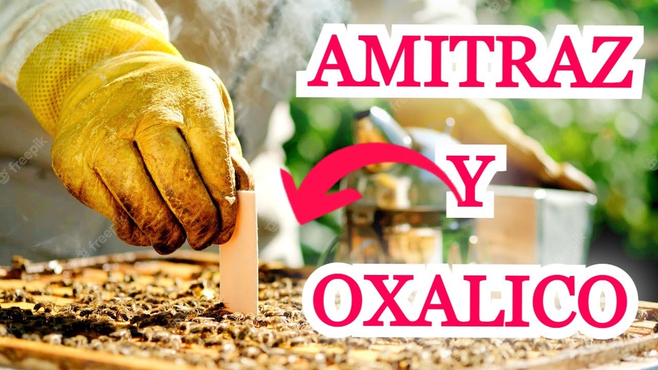 🔴 TRATAMIENTO para VARROA #desdelapiquera