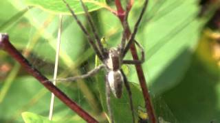 FS1121: Spiders of Medical Importance (Rutgers NJAES)