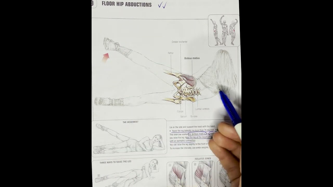 عضلة المؤخرة الجزء الثانى العضلة الخارجية