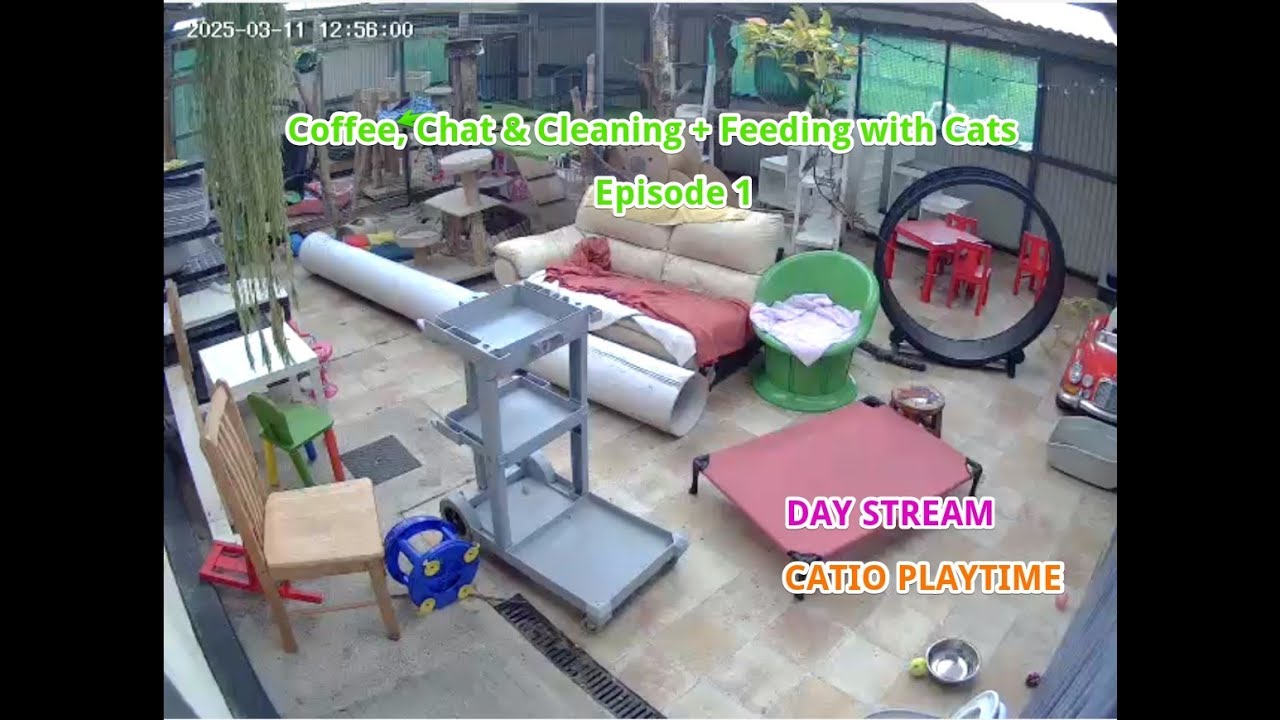 COFFEE, CHAT and CLEANING CATS with KITTY CAMERAS, Life with 30 Cats & a Dog - ep 1