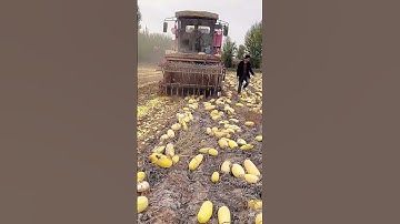Crushing process of cantaloupe into feed