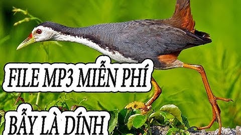 tiếng chim quốc đấu chuẩn tỷ lệ bẫy thành công cao tiếng quốc mồi dùng để bẫy full 2 tiếng 2019