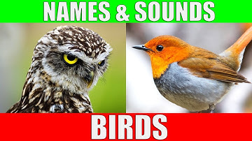Vogels - namen en geluiden - Leer vogelsoorten in het Engels