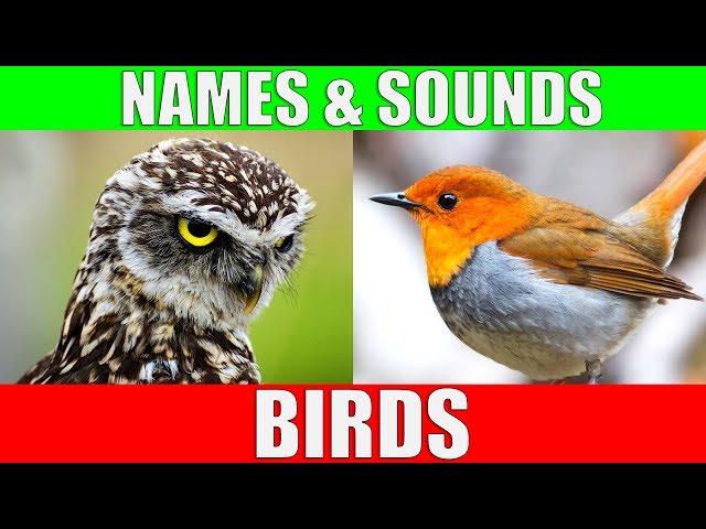 BIRDS Names and Sounds - Learn Bird Species in English class=
