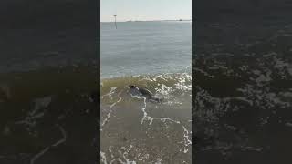 Seal On The Beach #shorts #shortvideo #short