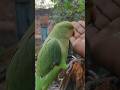 #parrot #pet #petlovers #petofinstagram #parrots #talkingbird #talkingparrot #funnypets #cute