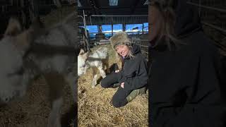 The story of Nell the baby donkey, get a box of tissues…