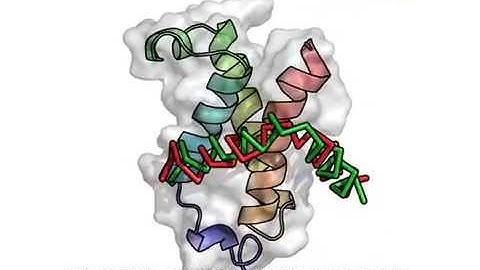 Folding and Binding of an Intrinsically Disordered Protein