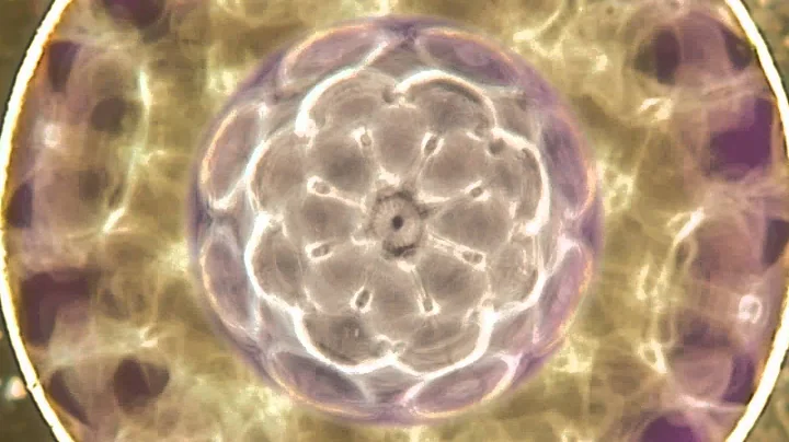 Nerve Cell Regeneration Cymatics