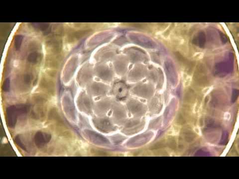 Cymatics بازسازی سلول های عصبی