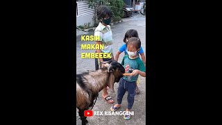 Rex Kasih Makan Kambing bersama Qilla dan Haikal