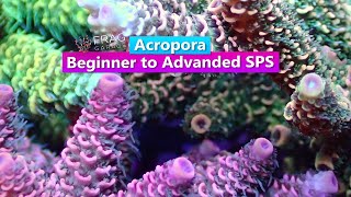 Acropra  Beginner to Advanced SPS