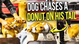 Dog Walk in Circles Trying to Get a Donut on His Tail