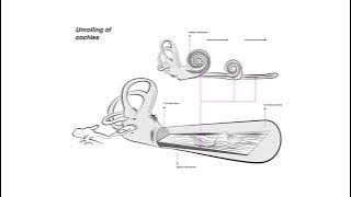 The Auditory System | Unit 2 | MUTOR Science of Music