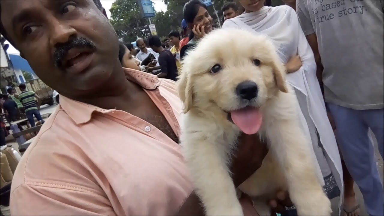 Couple Sale Their Cutie Pie Golden Retriever Puppy Only Rs 15000