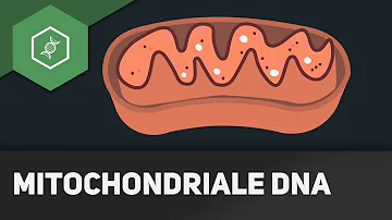 Was passiert wenn Mitochondrien nicht funktionieren?