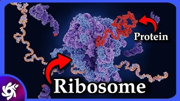 Ribosomes Structure and Function | Ribosomes and Protein Synthesis