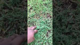 How to defeat Torpedograss from your Bermudagrass