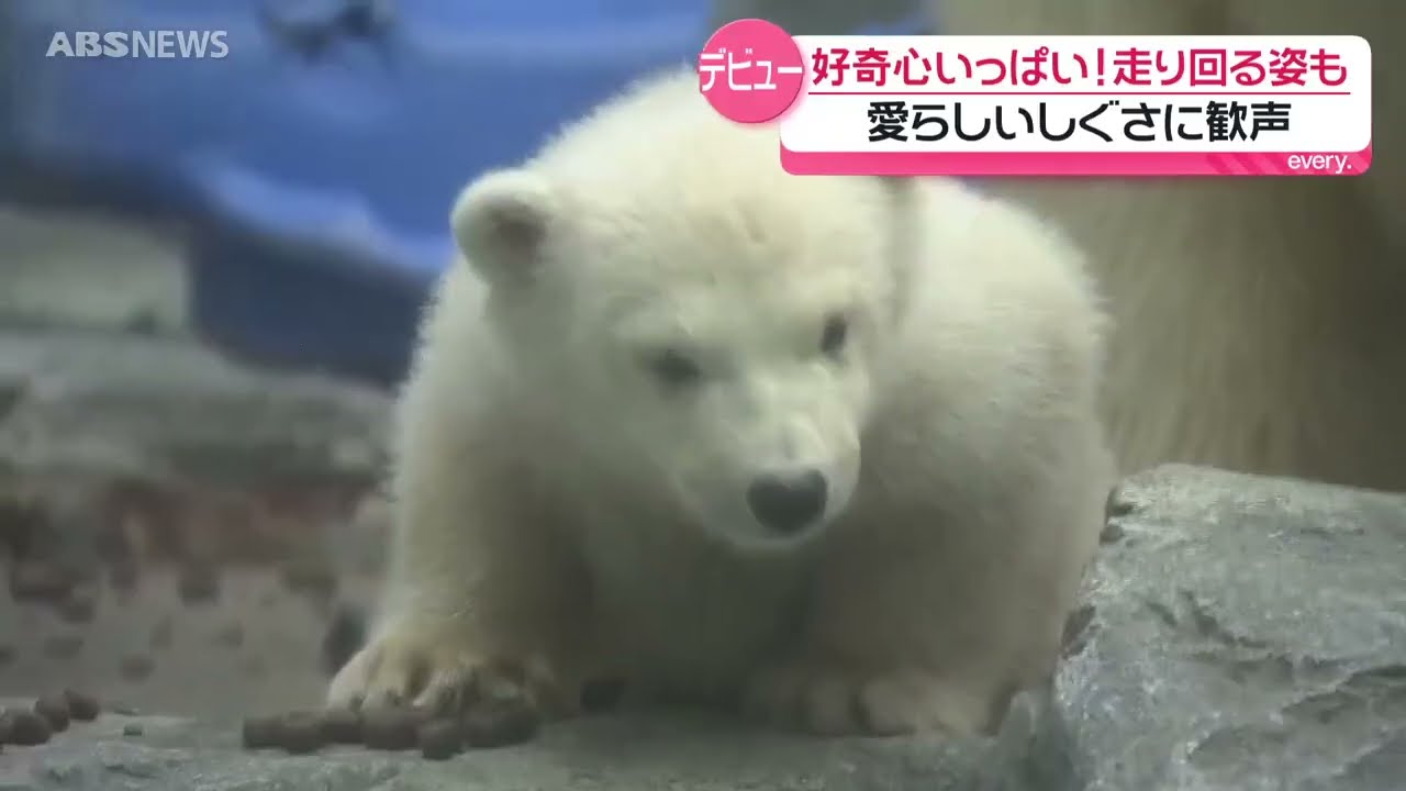 ホッキョクグマの赤ちゃん一般公開「永久保存版です！」