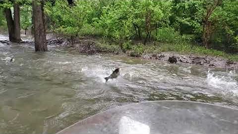 Asian Carp jumping in Wabash River while on hovercraft ride